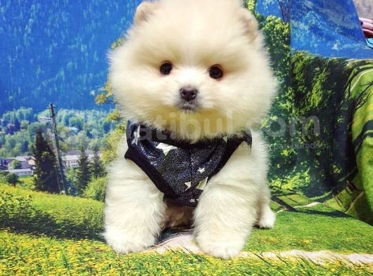 Pomeranian Boo Teddy Bear Yavrular görsel