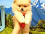 Pomeranian Boo Teddy Bear Yavrular