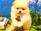 Pomeranian Boo Teddy Bear Yavrular