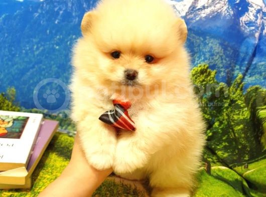 Pomeranian Boo Teddy Bear Yavrular görsel