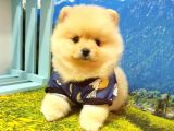 Pomeranian Boo Teddy Bear Yavrular
