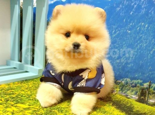 Pomeranian Boo Teddy Bear Yavrular görsel