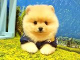 Pomeranian Boo Teddy Bear Yavrular