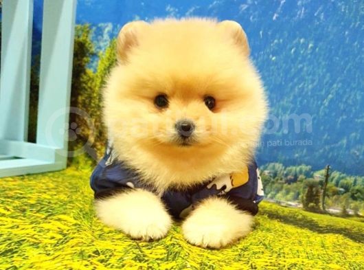 Pomeranian Boo Teddy Bear Yavrular görsel