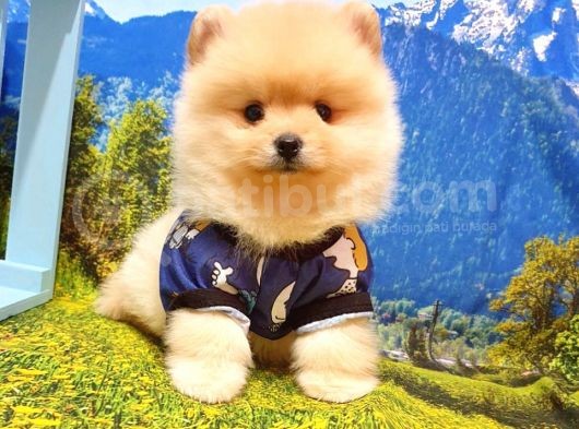 Pomeranian Boo Teddy Bear Yavrular görsel