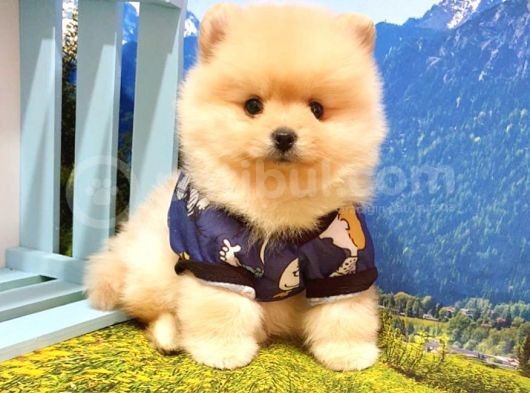 Pomeranian Boo Teddy Bear Yavrular