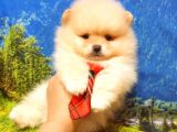 Pomeranian Boo Teddy Bear Yavrular