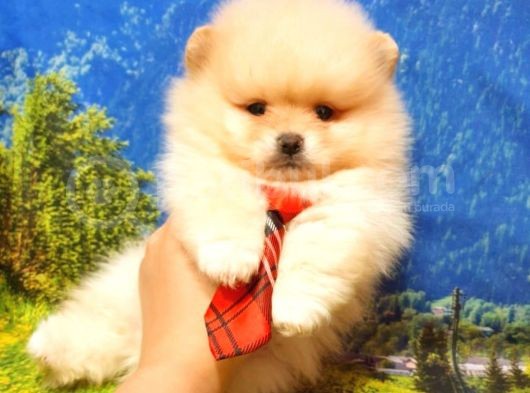 Pomeranian Boo Teddy Bear Yavrular