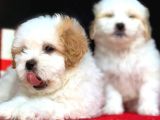 Maltipoo Kızlar