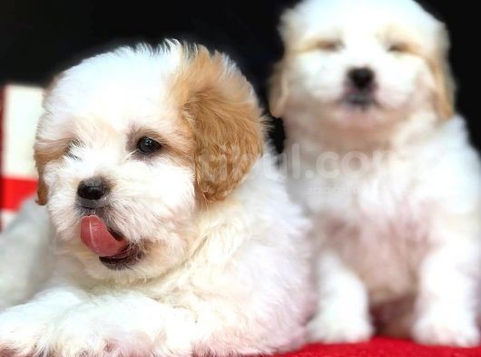 Maltipoo Kızlar