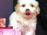 Maltipoo Kızlar