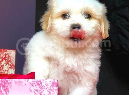 Maltipoo Kızlar görsel