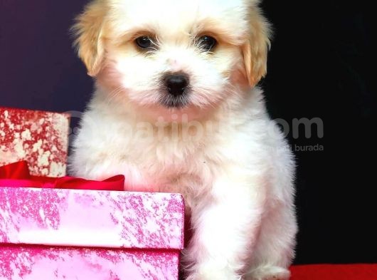 Maltipoo Kızlar görsel