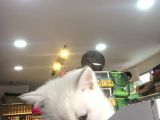 2 Aylık Eğitimli British Shorthair
