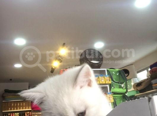 2 Aylık Eğitimli British Shorthair