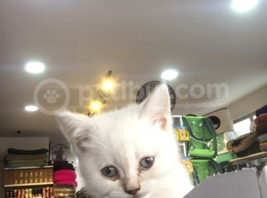 2 Aylık Eğitimli British Shorthair görsel