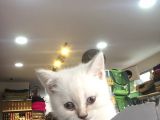 2 Aylık Eğitimli British Shorthair
