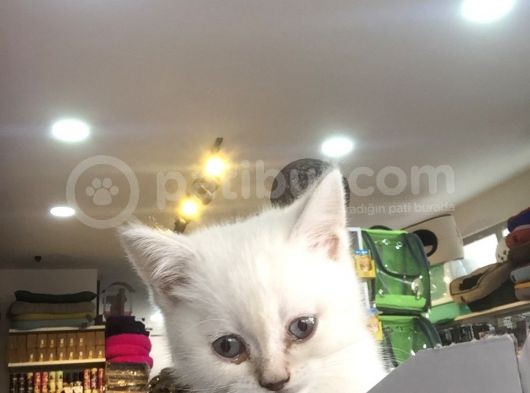 2 Aylık Eğitimli British Shorthair görsel