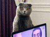 Güzeller Güzeli Scottish Fold Yavrularımız