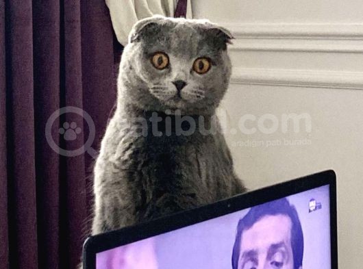 Güzeller Güzeli Scottish Fold Yavrularımız görsel