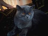 Güzeller Güzeli Scottish Fold Yavrularımız