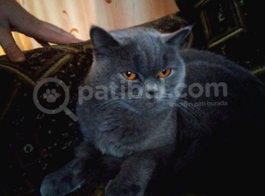 Güzeller Güzeli Scottish Fold Yavrularımız görsel