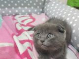 Güzeller Güzeli Scottish Fold Yavrularımız