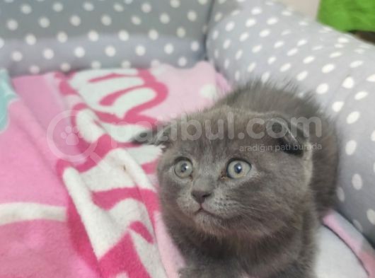 Güzeller Güzeli Scottish Fold Yavrularımız görsel