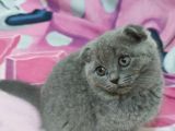 Güzeller Güzeli Scottish Fold Yavrularımız