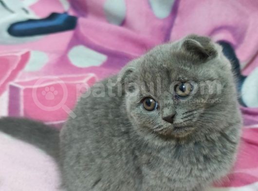 Güzeller Güzeli Scottish Fold Yavrularımız