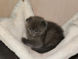 Güzeller Güzeli Scottish Fold Yavrularımız