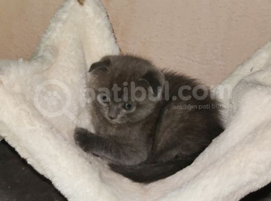 Güzeller Güzeli Scottish Fold Yavrularımız görsel