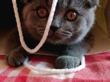Anne Altindan Sağlikli Scottish Fold Yavrular