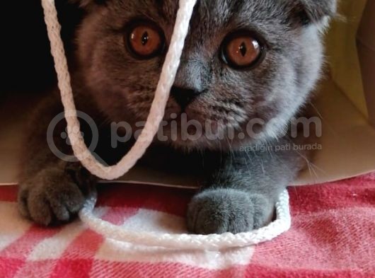 Anne Altindan Sağlikli Scottish Fold Yavrular