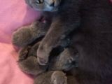 Anne Altindan Sağlikli Scottish Fold Yavrular