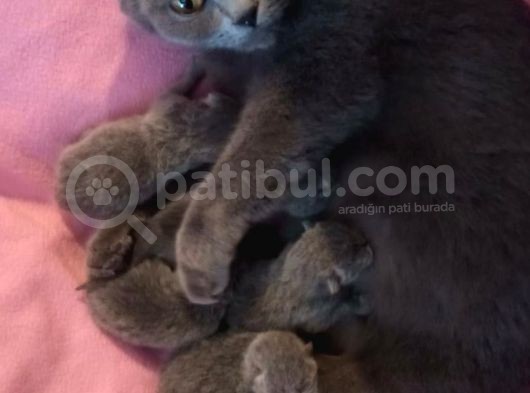 Anne Altindan Sağlikli Scottish Fold Yavrular görsel