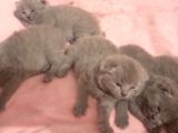 Anne Altindan Sağlikli Scottish Fold Yavrular