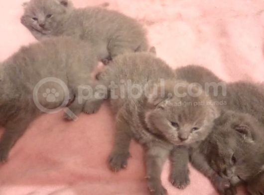 Anne Altindan Sağlikli Scottish Fold Yavrular görsel