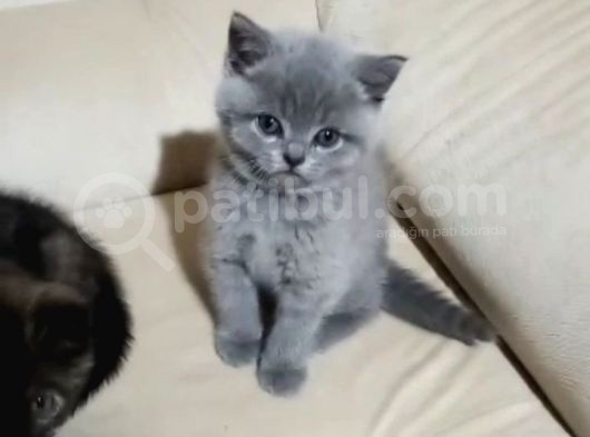 Sevgi Dolu Bir Yuva Istiyoruz