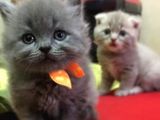 Safkan Yavrularımız British Shorthair