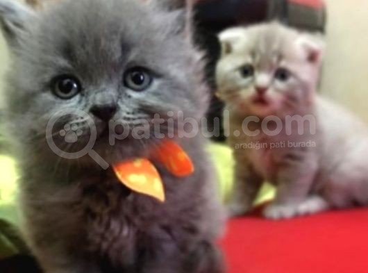 Safkan Yavrularımız British Shorthair görsel