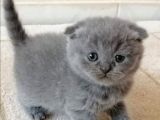 Safkan Yavrularımız British Shorthair