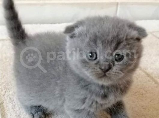 Safkan Yavrularımız British Shorthair görsel