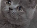 Safkan Yavrularımız British Shorthair