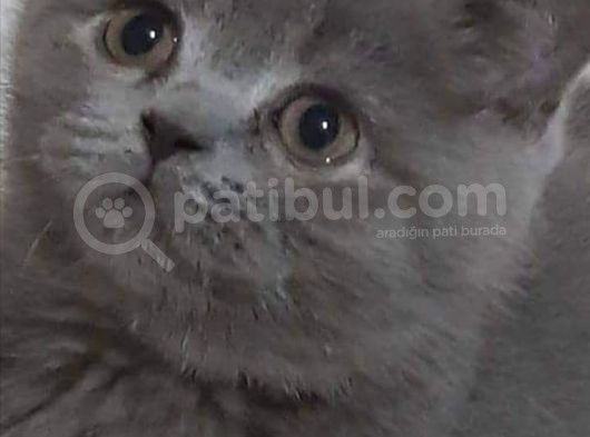Safkan Yavrularımız British Shorthair görsel