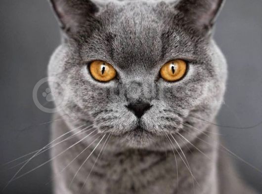 Safkan Yavrularımız British Shorthair görsel