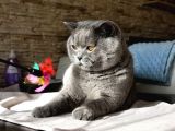 Safkan Yavrularımız British Shorthair