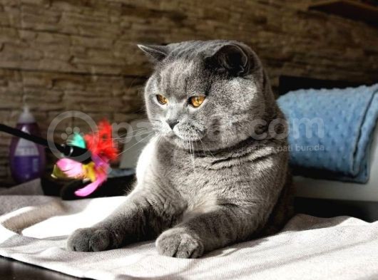 Safkan Yavrularımız British Shorthair