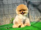 Pomeranian Boo