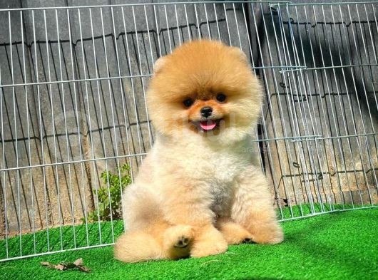 Pomeranian Boo görsel